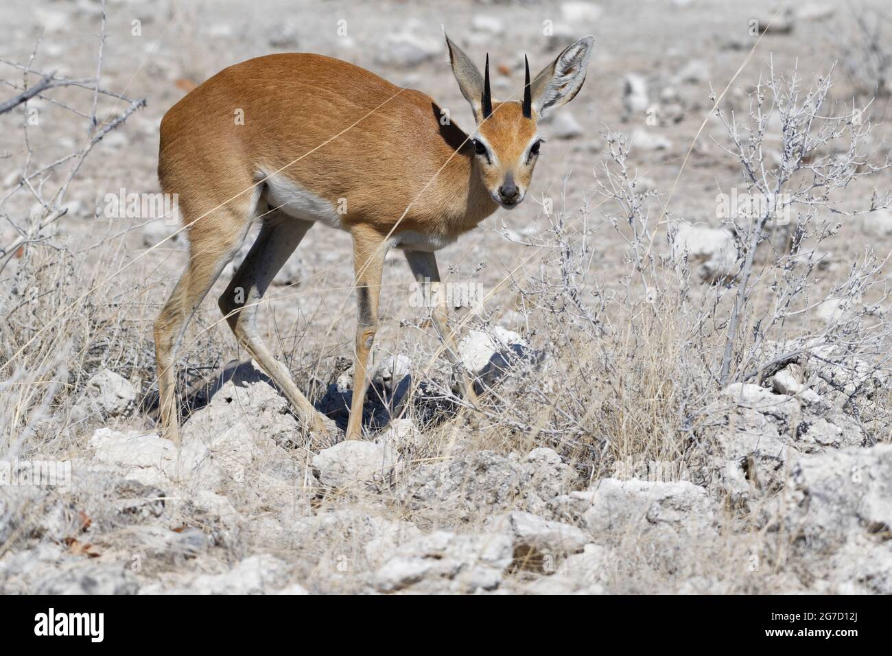 Steenbok (Raphicerus campestris), adulte mâle fourragent, Alert, Parc national d'Etosha, Namibie, Afrique Banque D'Images