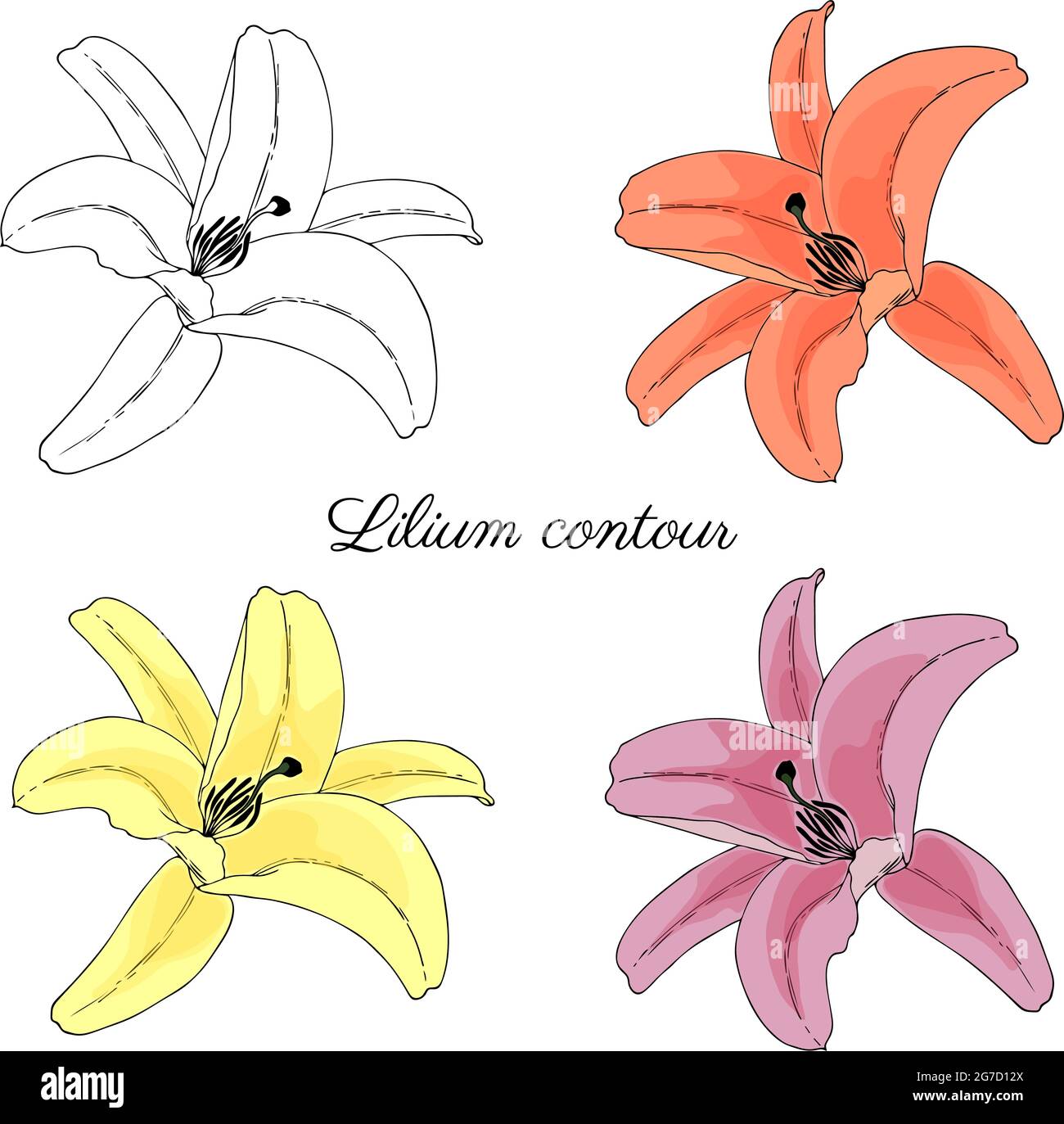 Lilium, Lily contour dessin à la main en style gribouillage sur fond blanc, isolé, rose, jaune, orange. Illustration vectorielle Illustration de Vecteur