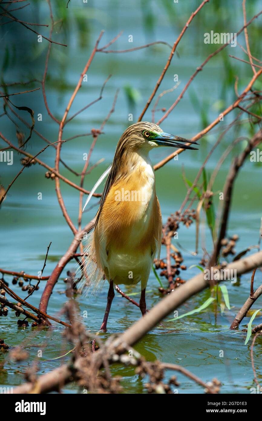 Heron de squacco (Ardeola ralloides). Ce petit héron se nourrit principalement d'insectes, mais prend aussi des oiseaux, des poissons et des grenouilles. Il se trouve dans le sud de l'Europe, Wes Banque D'Images