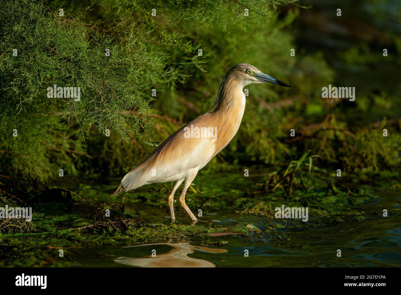 Heron de squacco (Ardeola ralloides). Ce petit héron se nourrit principalement d'insectes, mais prend aussi des oiseaux, des poissons et des grenouilles. Il se trouve dans le sud de l'Europe, Wes Banque D'Images