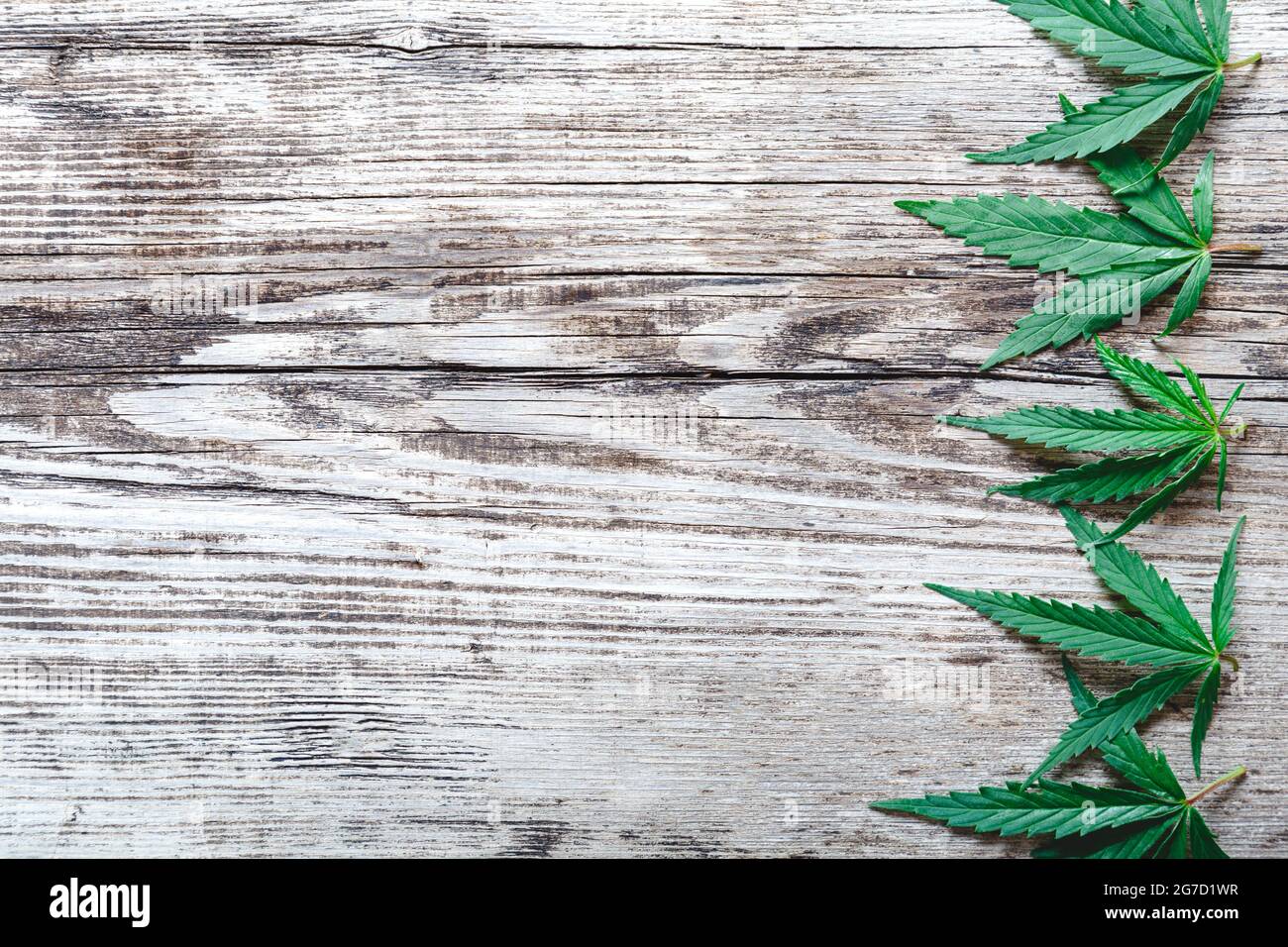 Cannabis Weed ganja feuilles de chanvre vert sur fond de bois ancien avec espace de copie. Cannabis médical plante Cannabis Sativa. Les mauvaises herbes légalisent les drogues de tabac Banque D'Images