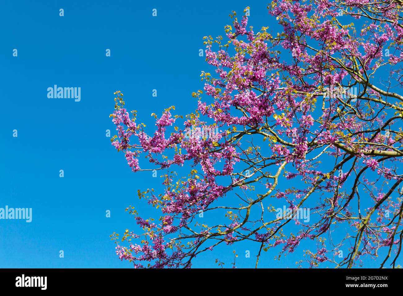 Les branches des cerisiers en fleur rose contre un ciel bleu au printemps, London, UK Banque D'Images