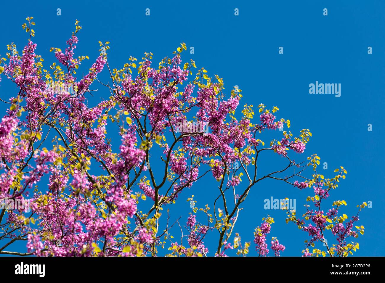 Les branches des cerisiers en fleur rose contre un ciel bleu au printemps, London, UK Banque D'Images