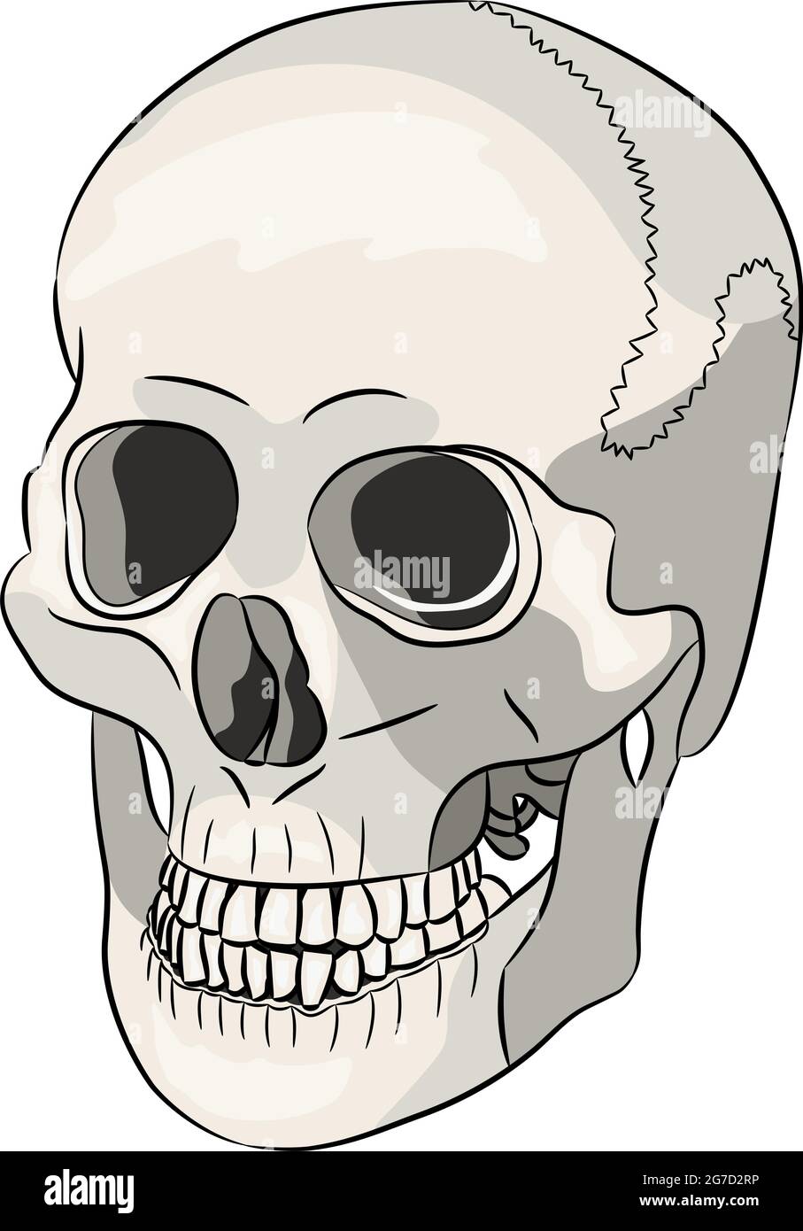 Dessin d'un crâne humain isolé sur fond blanc. Illustration de Vecteur