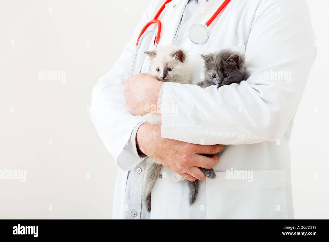Chats dans les mains du médecin Vet. Médecin vétérinaire examinant les chatons. Chats de mammifères en clinique vétérinaire. Médecine vétérinaire pour animaux et chats. Animal chaton Banque D'Images