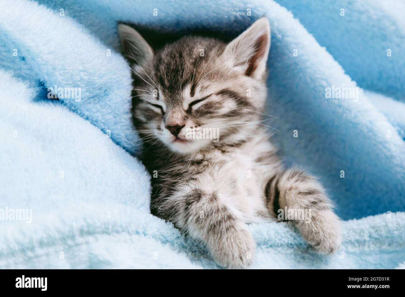 Couvre-lit rayé pour chatons sur une couverture bleue. Animal enfant gris chat avec pattes détendez-vous sur le lit avec espace de copie. Petit chaton tabby sur fond bleu Banque D'Images