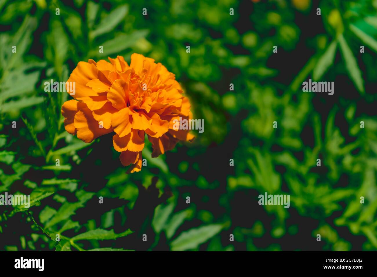 Belle fleur orange Tagetes pendant une journée ensoleillée Banque D'Images