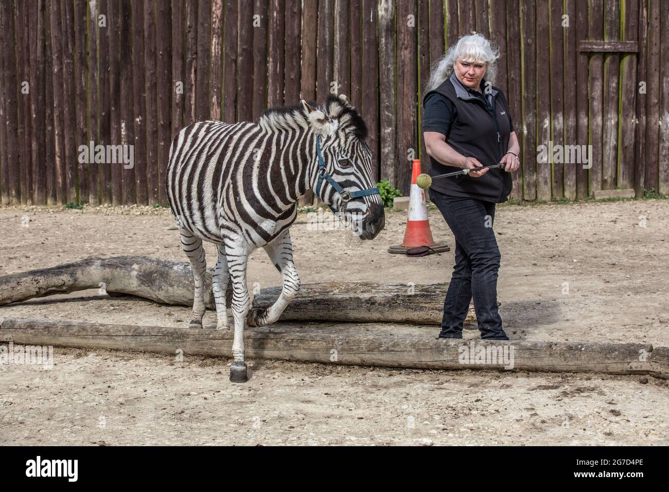 Brabrara Marquez, responsable des ongulés chez 'Amazing Animals with Zèbres, dans de nombreux spots publicitaires, dont Investec, Chipping Norton, Royaume-Uni Banque D'Images