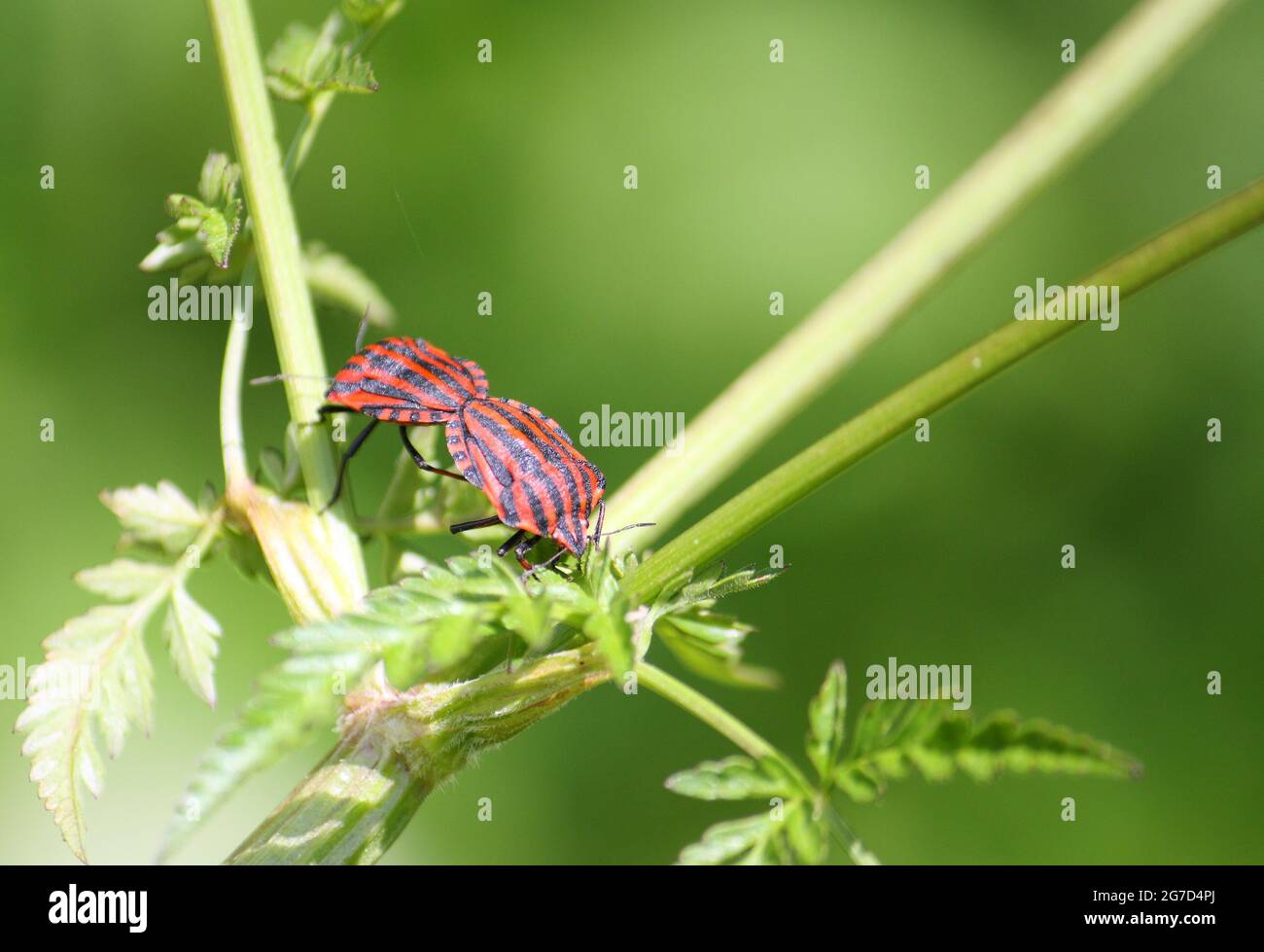 Gros plan des insectes à rayures italiennes (Graphosoma italicum) qui se sont accouplés à une plante de persil de vache (Anthriscus sylvestris) Banque D'Images