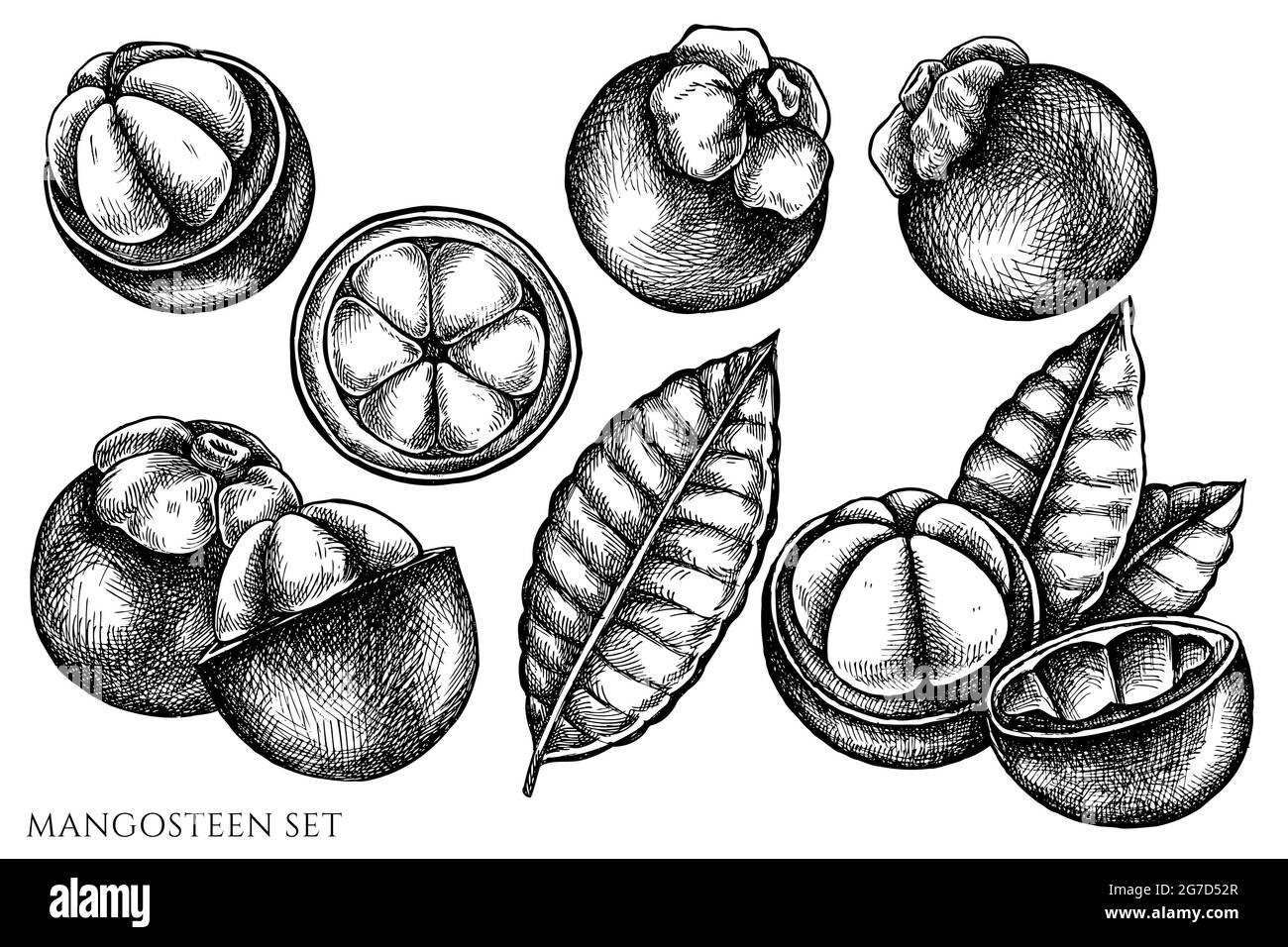 Ensemble vectoriel de mangousteen noir et blanc dessiné à la main Illustration de Vecteur