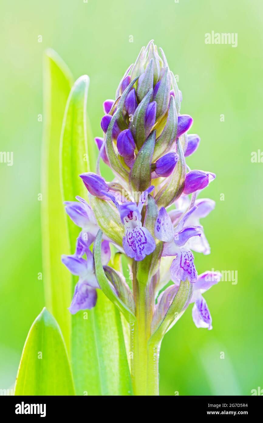 Marais-orchidée précoce - Dactylorhiza incarnata, belle plante à fleurs de couleur provenant de prés et de marais européens, République tchèque. Banque D'Images