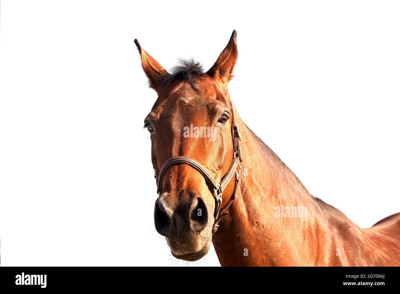 Portrait d'une jument de baie dans un halter en cuir sur fond blanc Banque D'Images