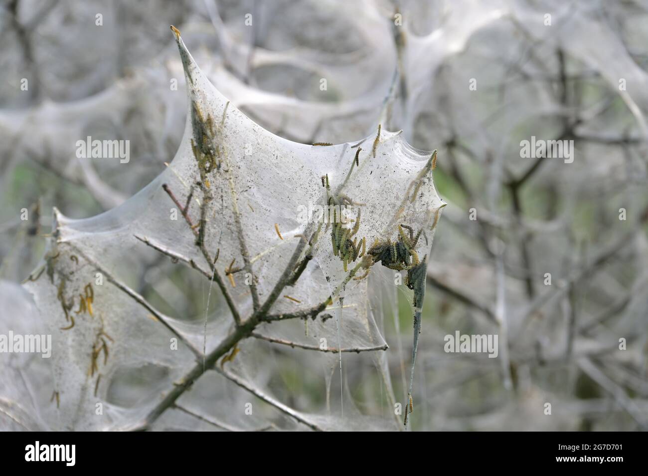 les chenilles et les réseaux de nidification des papillons d'hermine enveloppent complètement un arbuste, un espace de copie, un foyer sélectionné, une profondeur de champ étroite Banque D'Images