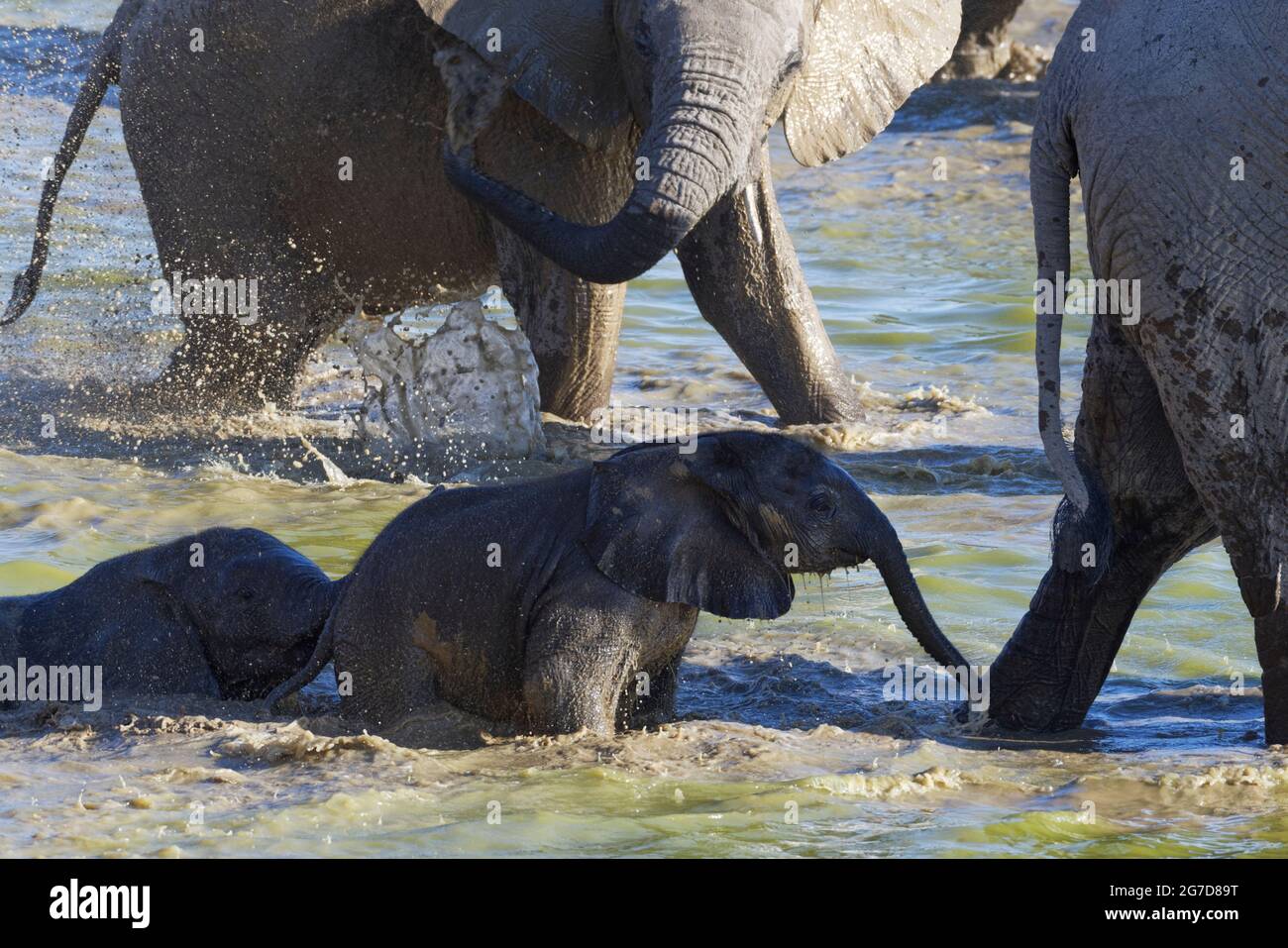 Éléphants de brousse africains (Loxodonta africana), troupeau avec deux bébés d'éléphants prenant un bain de boue, trou d'eau d'Okaukuejo, Parc national d'Etosha, Namibie Banque D'Images