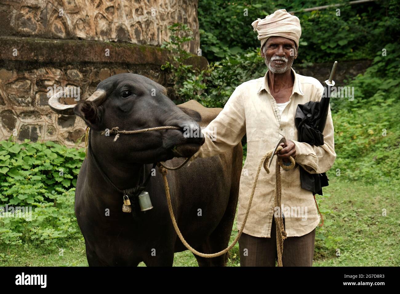 11 juillet 2021 à Mardhe Village, Satara, Inde. Agriculteur indien de la vieillesse avec son buffle. Indiens pauvres. Banque D'Images