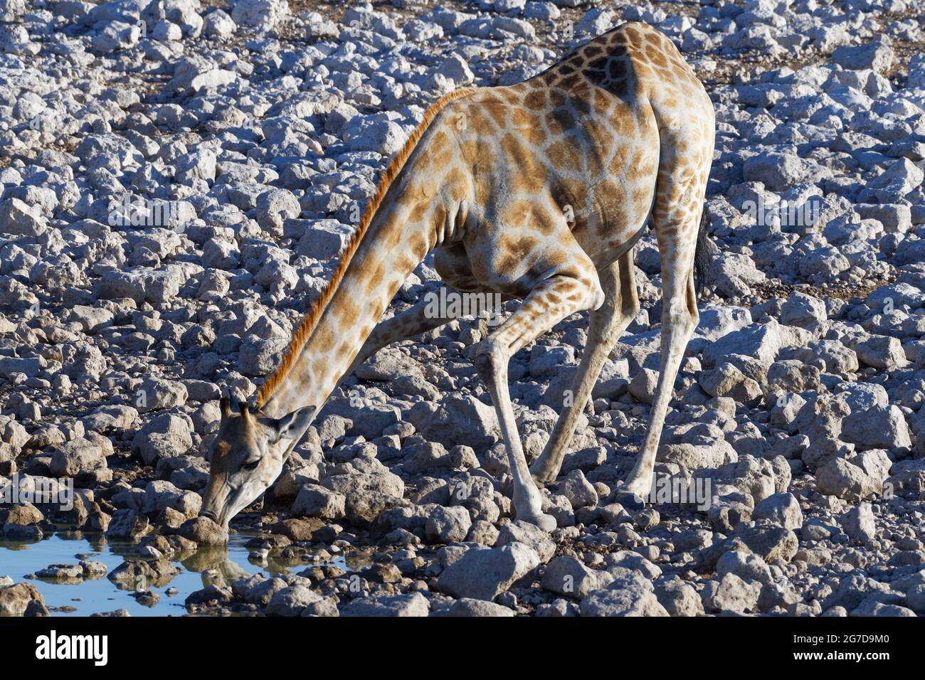 Girafe namibienne (Giraffa camelopardalis angolensis), jeune, buvant au trou d'eau d'Okaukuejo, Parc national d'Etosha, Namibie, Afrique Banque D'Images