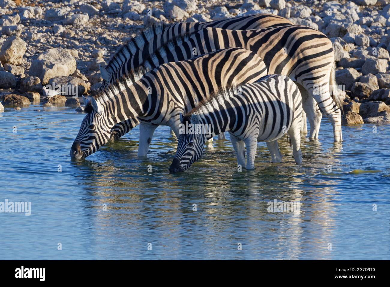 Zèbres de Burchell (Equus quagga burchellii), deux adultes avec de jeunes zèbres buvant au soleil le soir, trou d'eau d'Okaukuejo, Etosha NP, Namibie, Afrique Banque D'Images