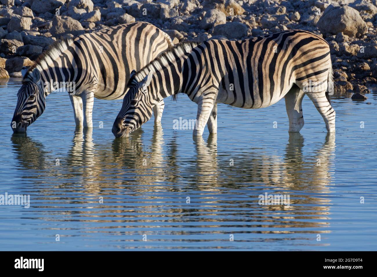 Zèbres de Burchell (Equus quagga burchellii), deux adultes dans l'eau potable au soleil du soir, trou d'eau d'Okaukuejo, Parc national d'Etosha, Namibie, Afrique Banque D'Images