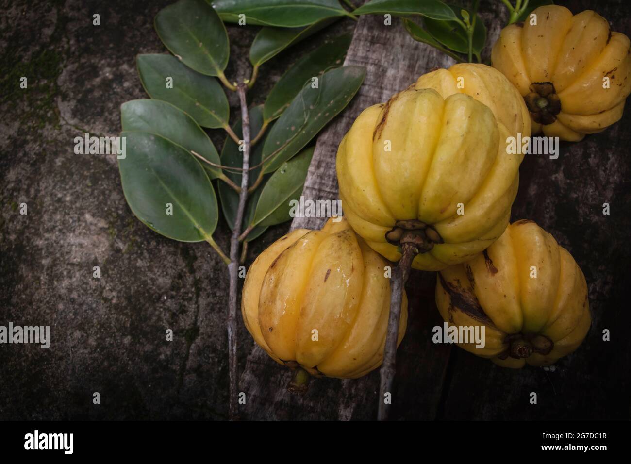 Garcinia gummi-gutta est une espèce tropicale de Garcinia originaire d'Indonésie. Noms communs : Garcinia cambogia (un ancien nom scientifique), ainsi Banque D'Images