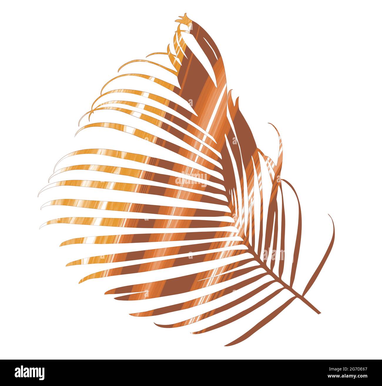 La feuille de palmier isolé sur fond blanc Banque D'Images