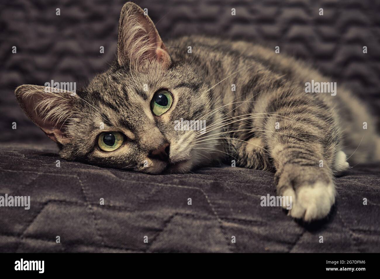 Le Visage D Un Chat Malade Triste Avec De Grands Yeux Verts L Animal De Compagnie Est Allonge Sur Une Couverture Grise Et S Ennuie Photo Stock Alamy Le Visage D Un Chat Malade Triste Avec De Grands Yeux Verts L Animal De Compagnie Est Allonge Sur Une Couverture Grise Et S Ennuie Photo Stock Alamy