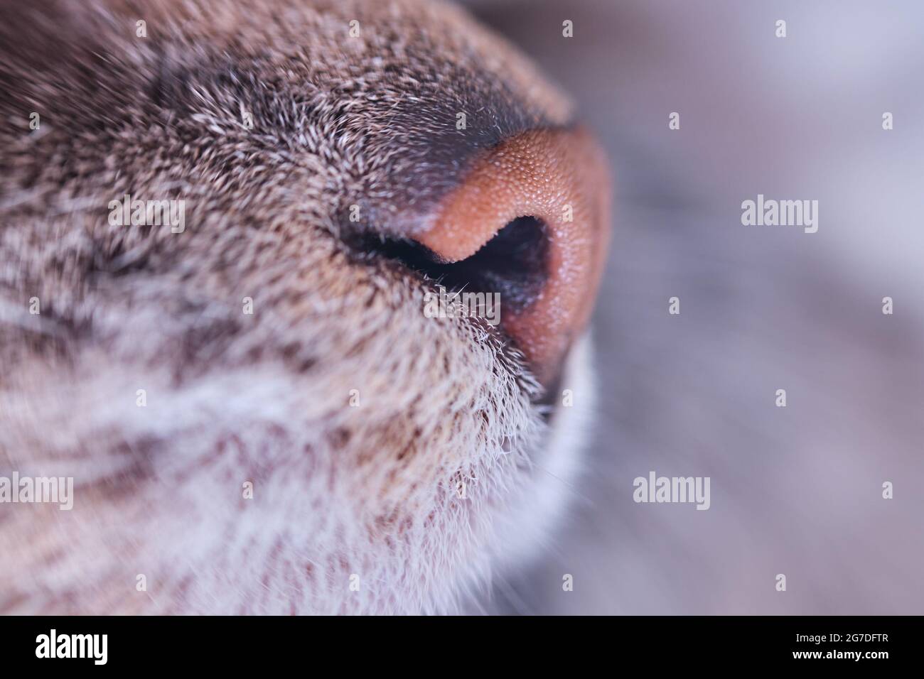 Gros Plan Sur Le Nez De Chat Gris Photo Macro D Un Nez D Animal De Compagnie Brun Profil Photo Stock Alamy
