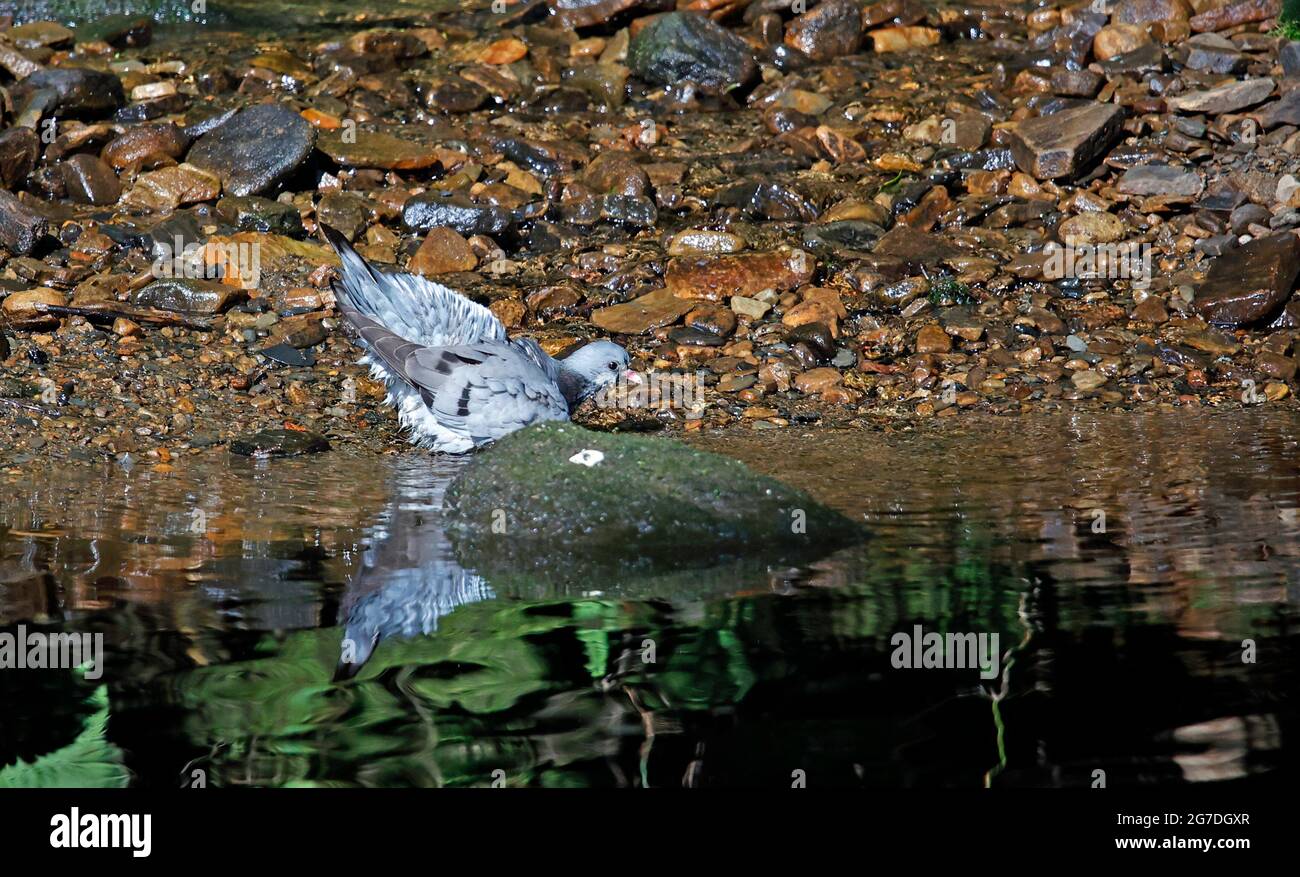 Réserve baignade et préening au bord de la rivière Banque D'Images