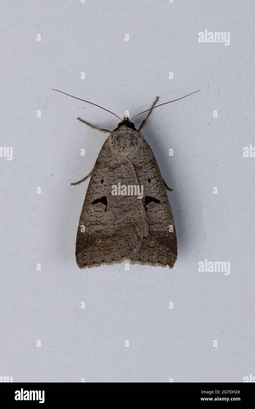 Lygephila Moth Banque D'Images