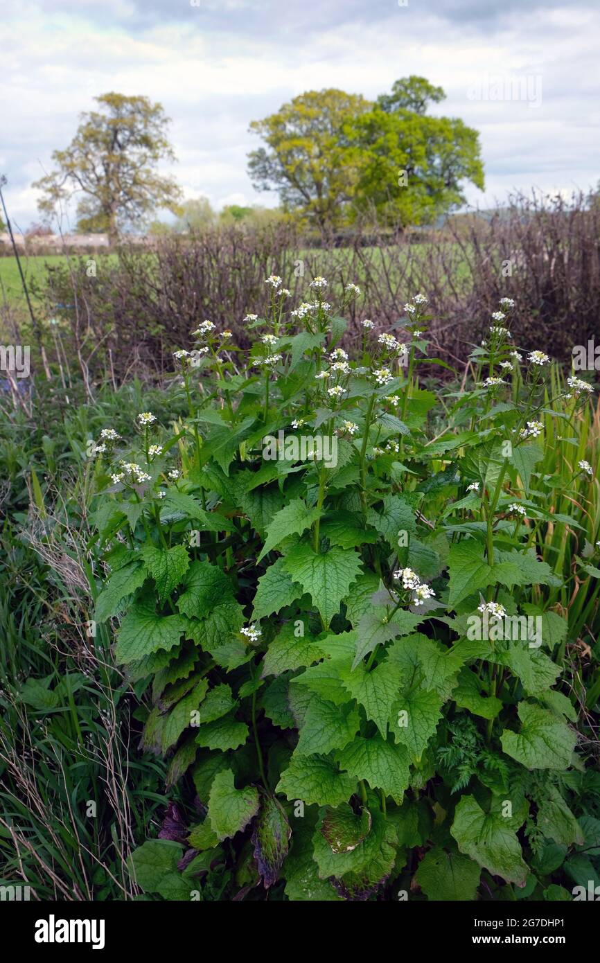 Hedge Garlic Plant, Alliara petiolata, à côté d'un hedgerow en avril à Shropshire, Angleterre, Royaume-Uni Banque D'Images