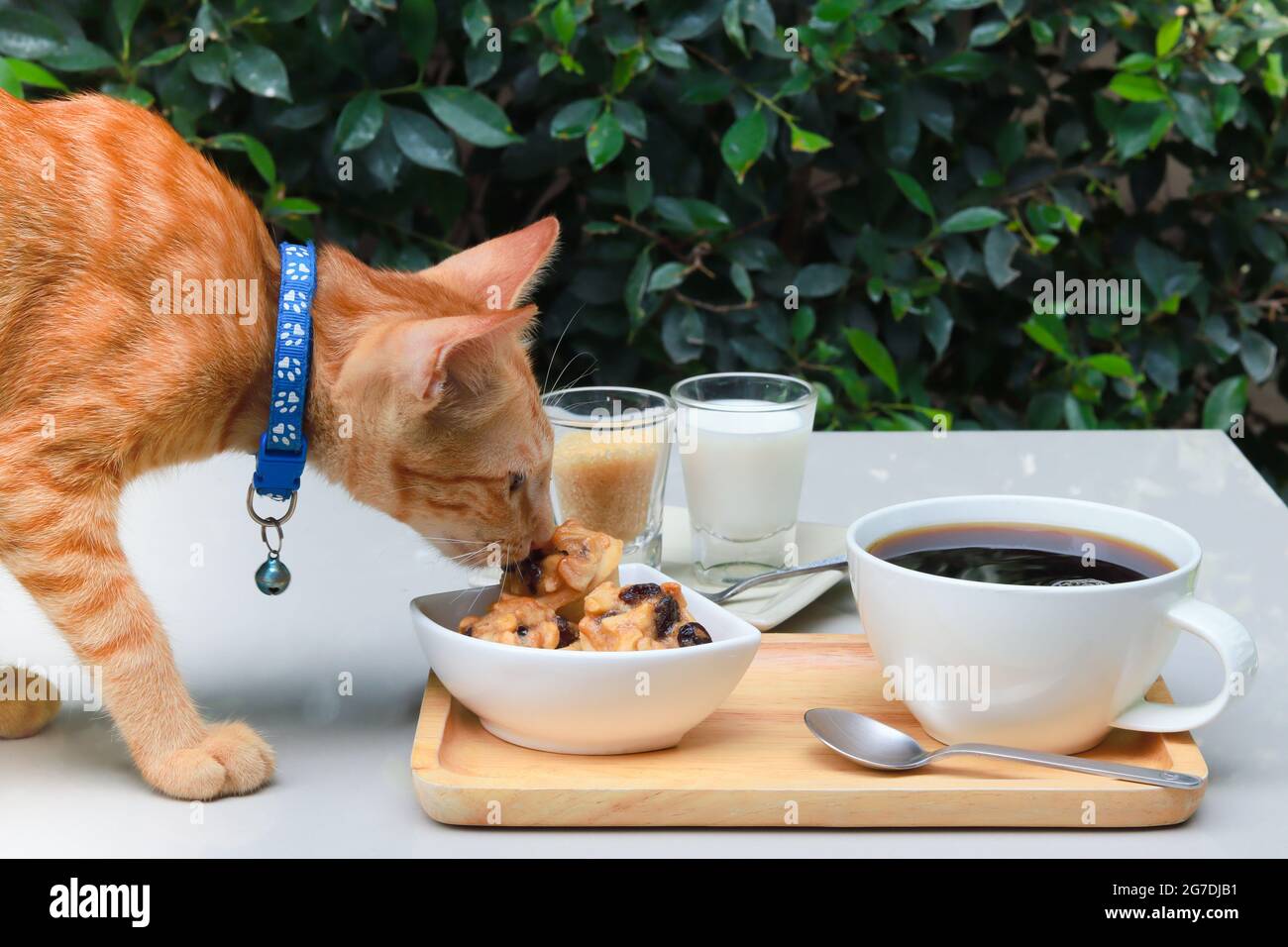 Biscuits orange pour chats sur une table basse. Table dans le jardin avec des feuilles vertes comme arrière-plan. Il y a du café, des biscuits, du sucre et du lait. Banque D'Images