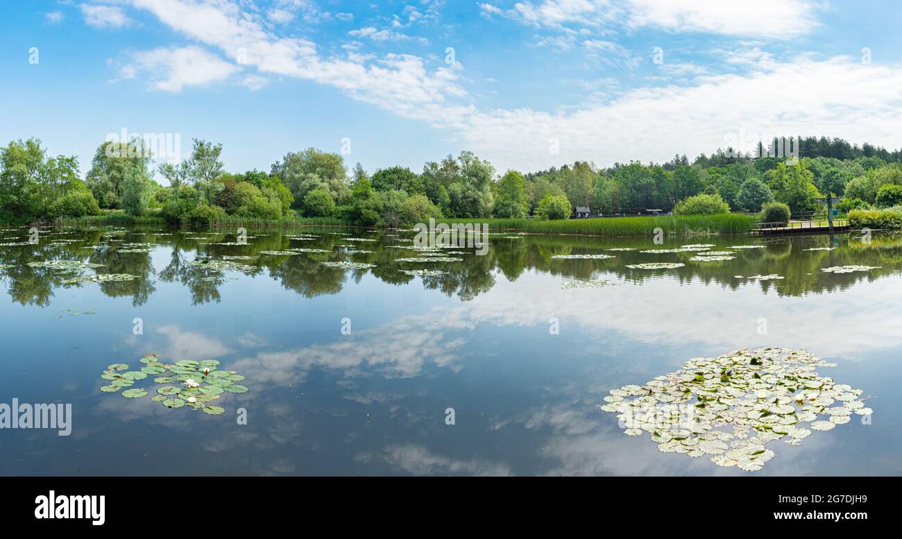 Lac à Moors Valley Country Park et forêt avec des nénuphars flottant sur l'eau calme avec des reflets des arbres et le ciel bleu d'été. Banque D'Images