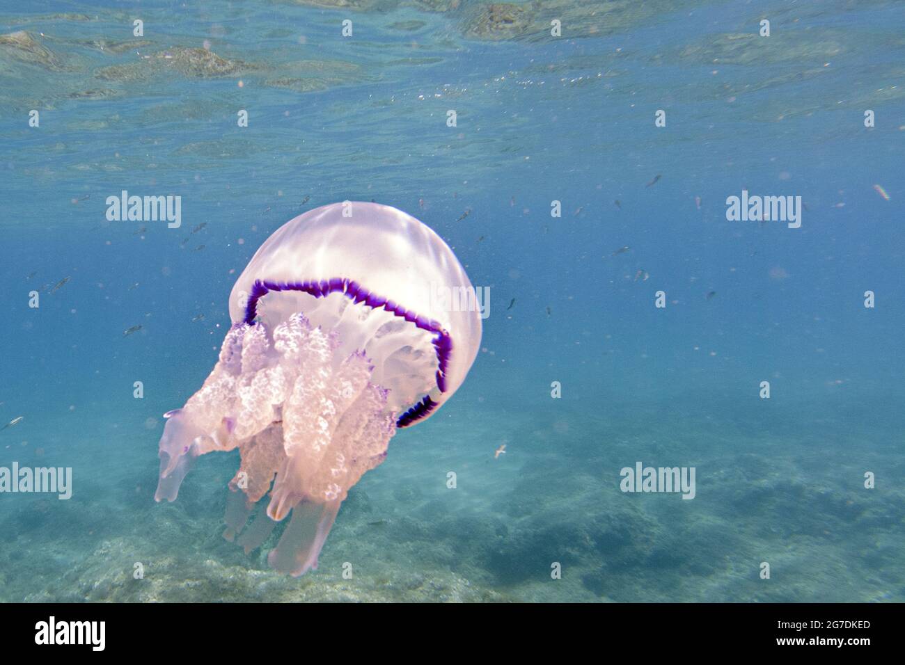 Méduses de tonneau sous Rhizostoma pulmo dans l'eau turquoise Banque D'Images