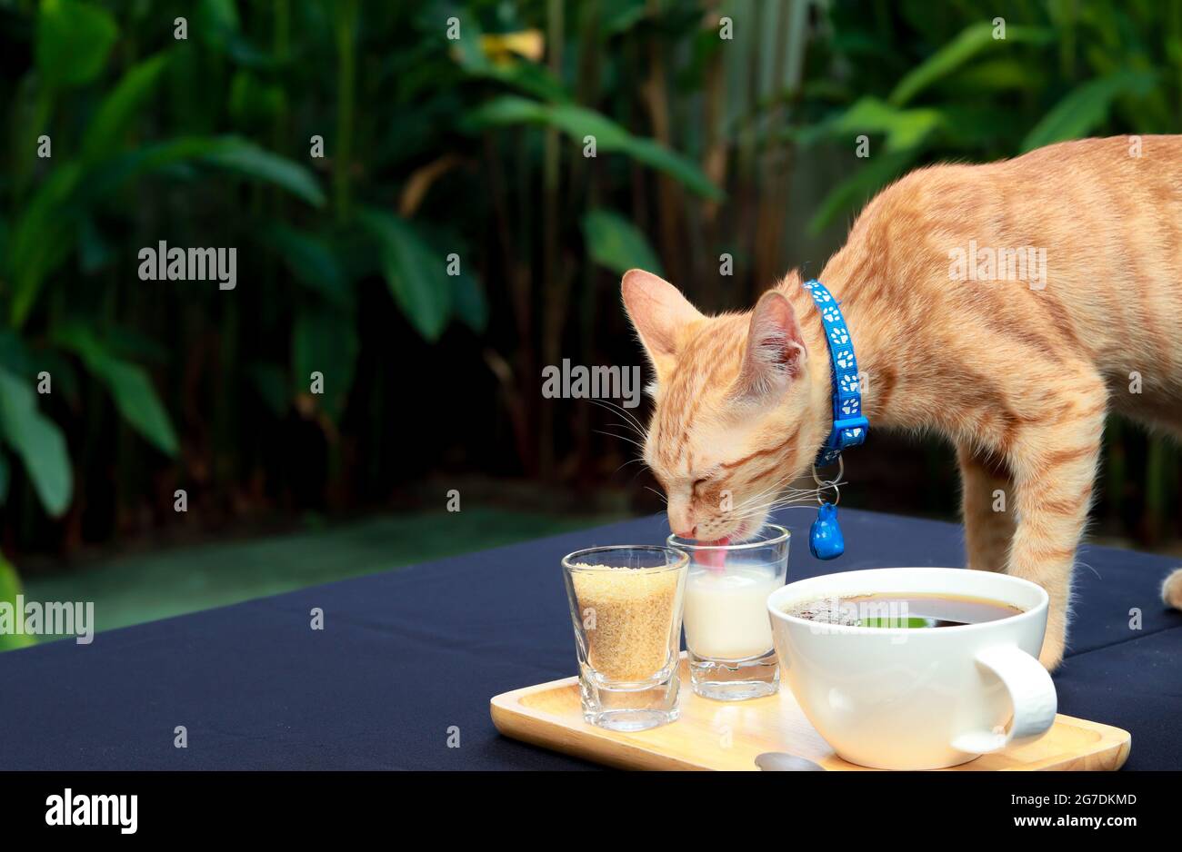 Chat orange portant un collier bleu léchant le lait d'un verre sur une table basse. La table est dans le jardin avec des feuilles de fond vertes. Banque D'Images