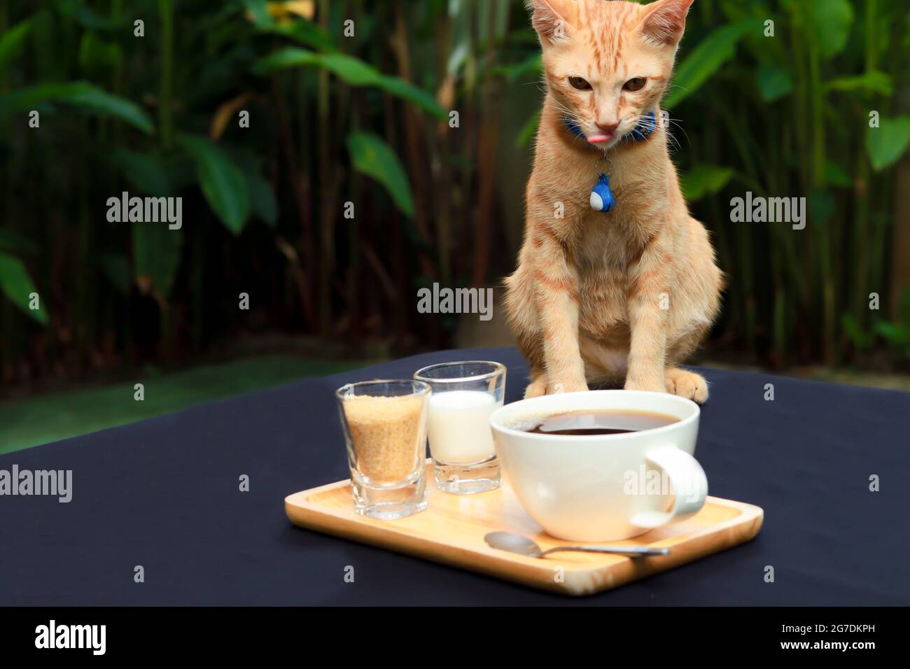 Chat orange assis sur la table et regardant le café. Il y a du café, du sucre et du lait sur le plateau en bois sur la table. Table dans le jardin. Banque D'Images