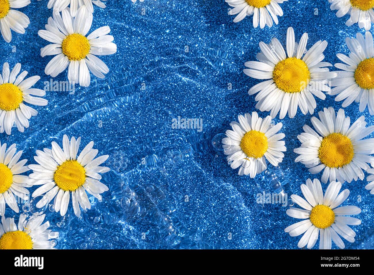 Arrière-plan d'été lumineux. Fleurs de camomille naturelles et eau de vague sur fond bleu brillant. Vue de dessus Flat lay. Banque D'Images
