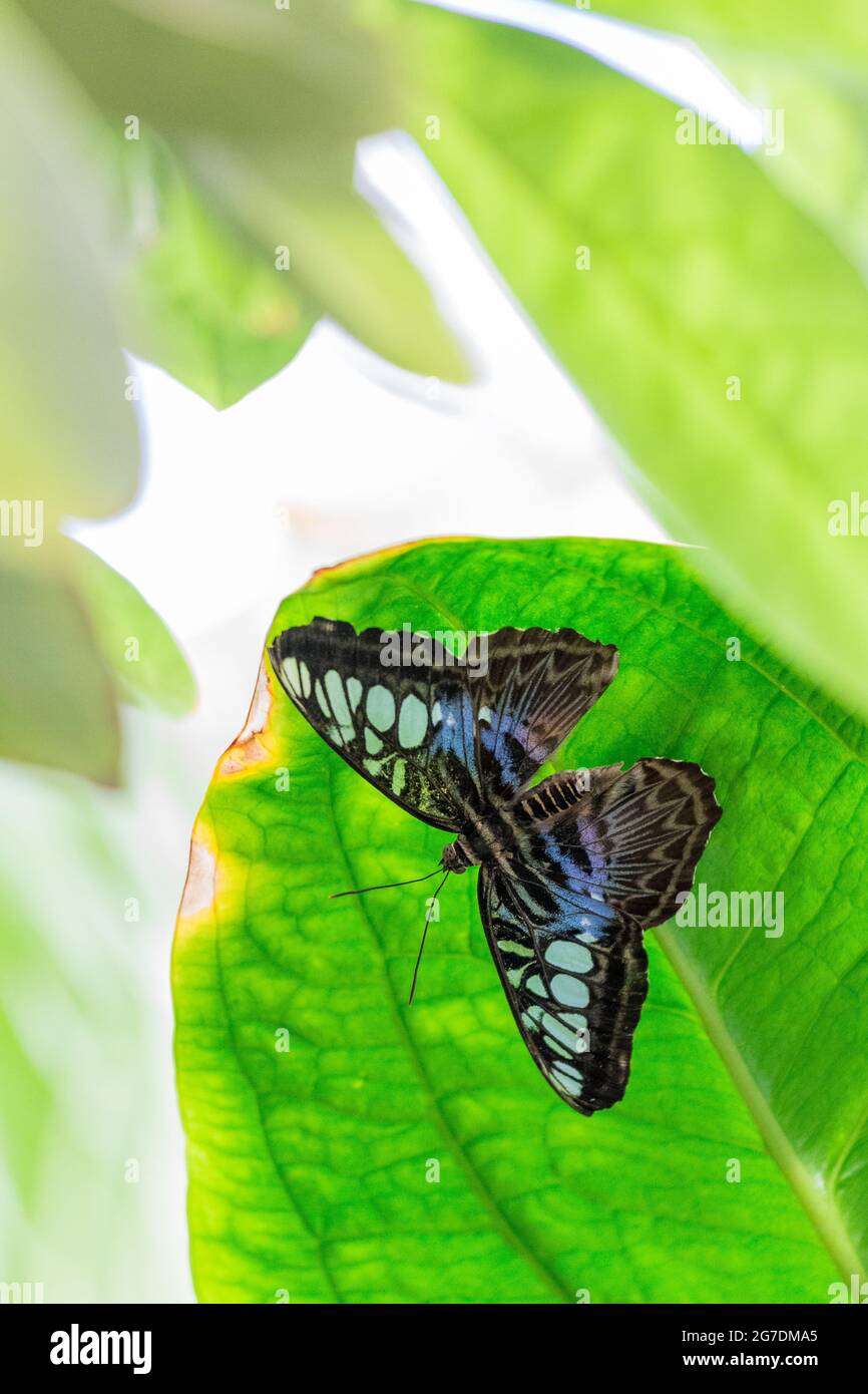 Gros plan de Clipper (Parthenos Sylvia) papillon déployé sur une feuille Banque D'Images