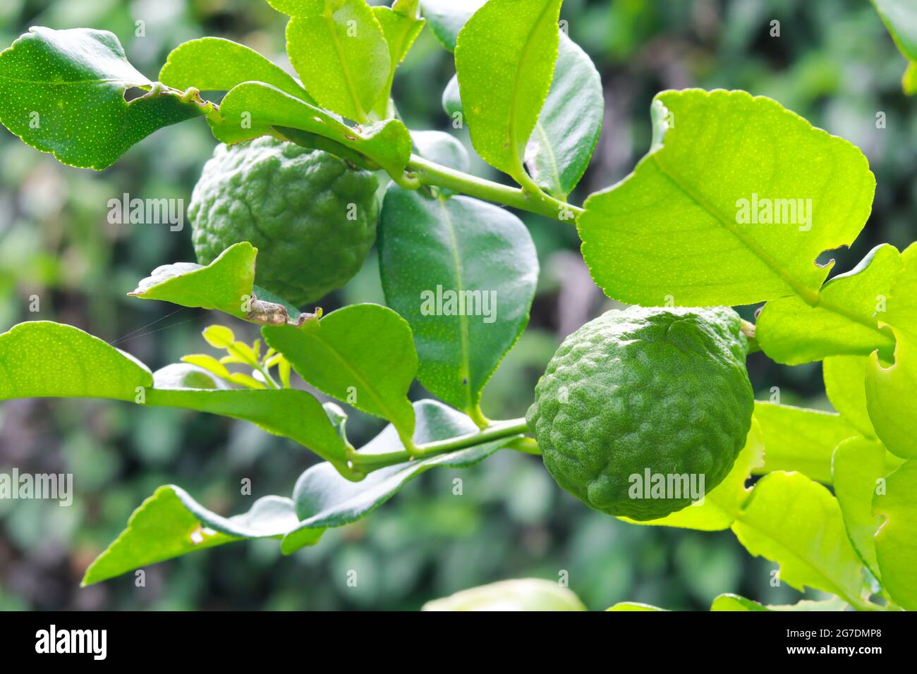 Tilleul kaffir dans le jardin avec des fruits de lime kaffir et des feuilles vertes Banque D'Images