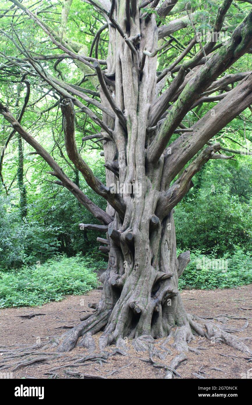 Tronc complexe d'un yew dans le parc régional de Tehidy, en Cornouailles. Banque D'Images