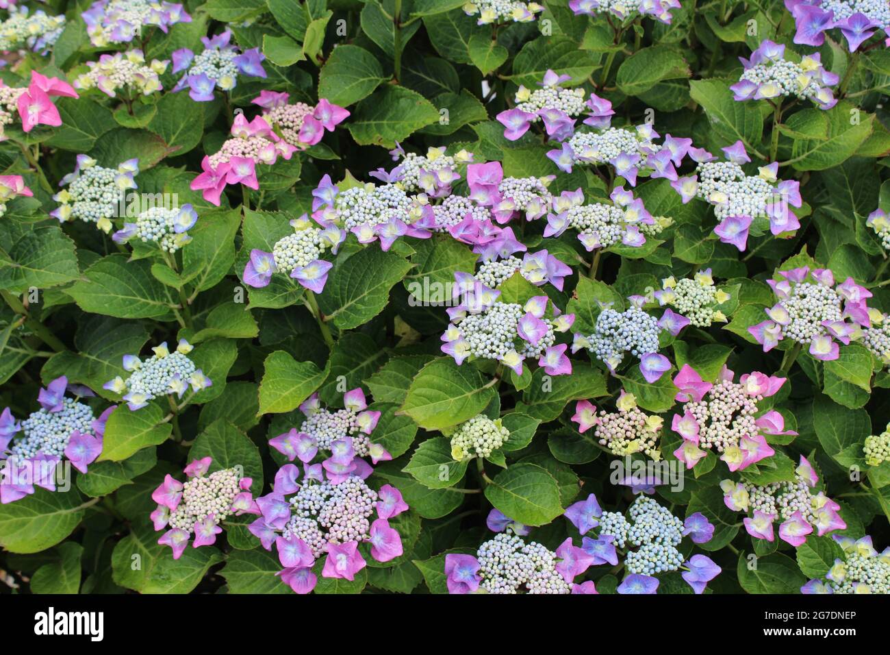 Exposition colorée d'hortensias. Banque D'Images