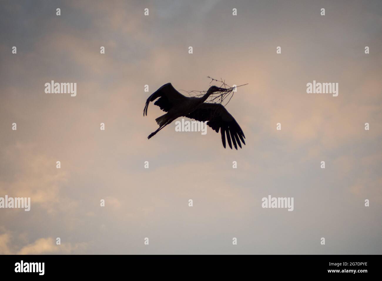 Silhouette d'une cigogne volant Banque D'Images