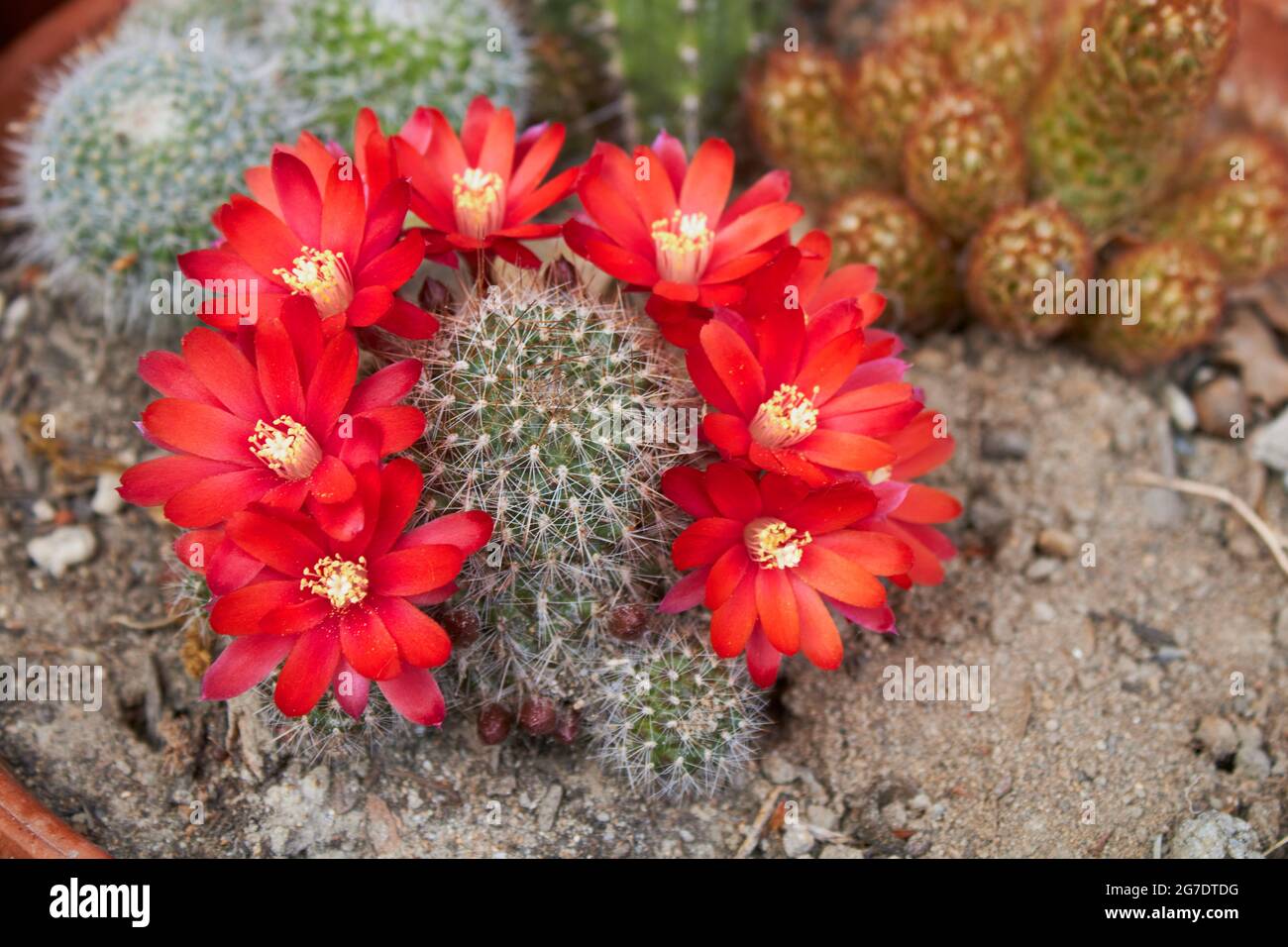 Fleurs rouges de Rebutia fiebrigii cactus Banque D'Images