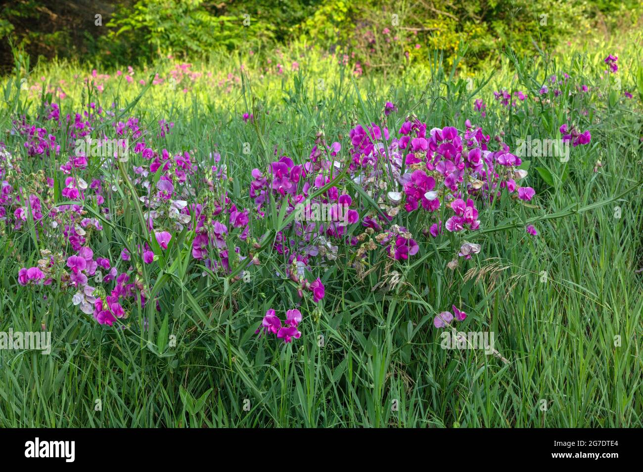 Pea éternel (Lathyrus latifolius), floraison dans le pré, E USA, par James D. Coppinger/Dembinsky photo Assoc Banque D'Images