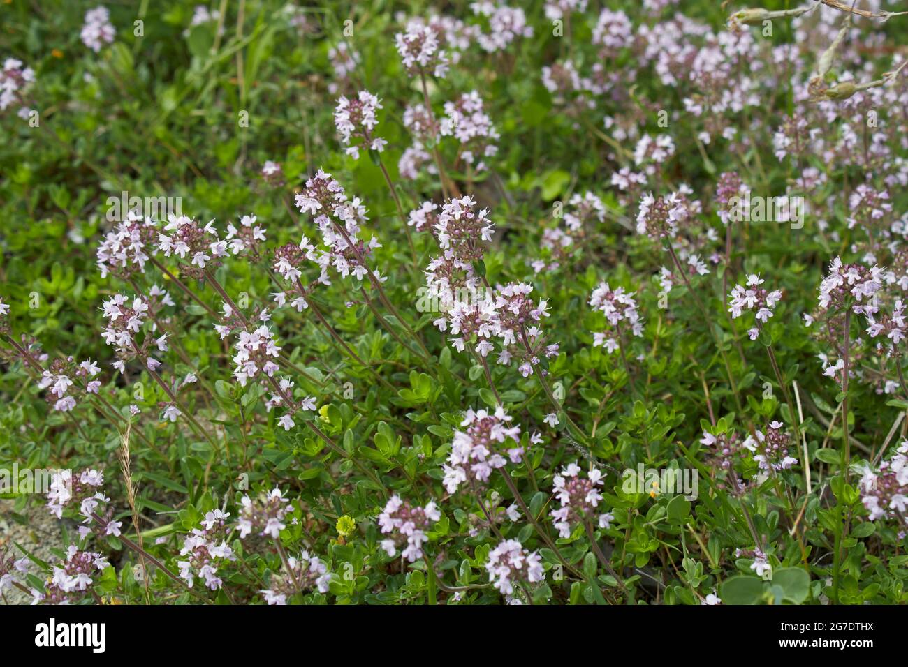 Inflorescence lilas de la plante Thymus serpyllum Banque D'Images