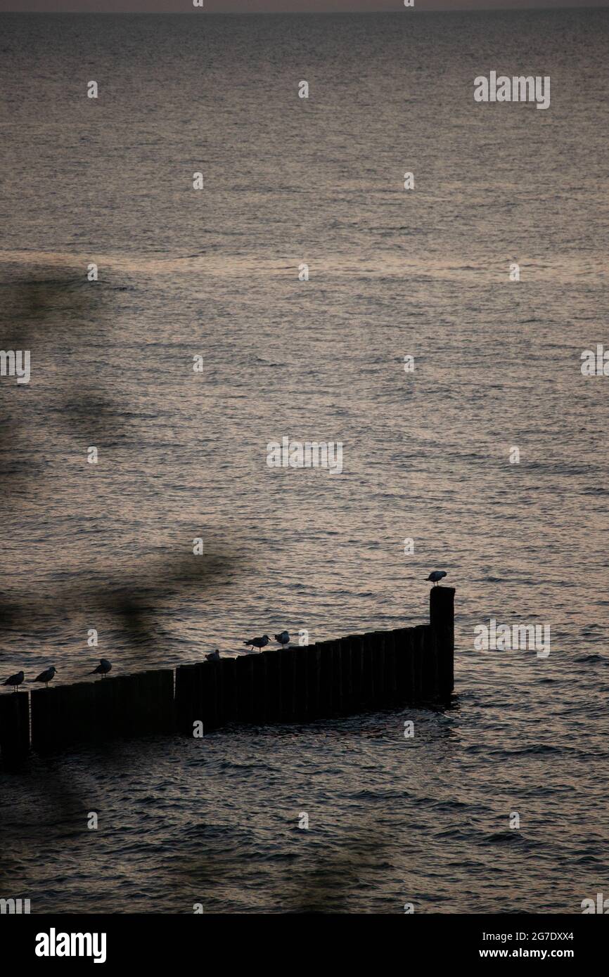 Seaguls assis sur un quai à la mer Banque D'Images