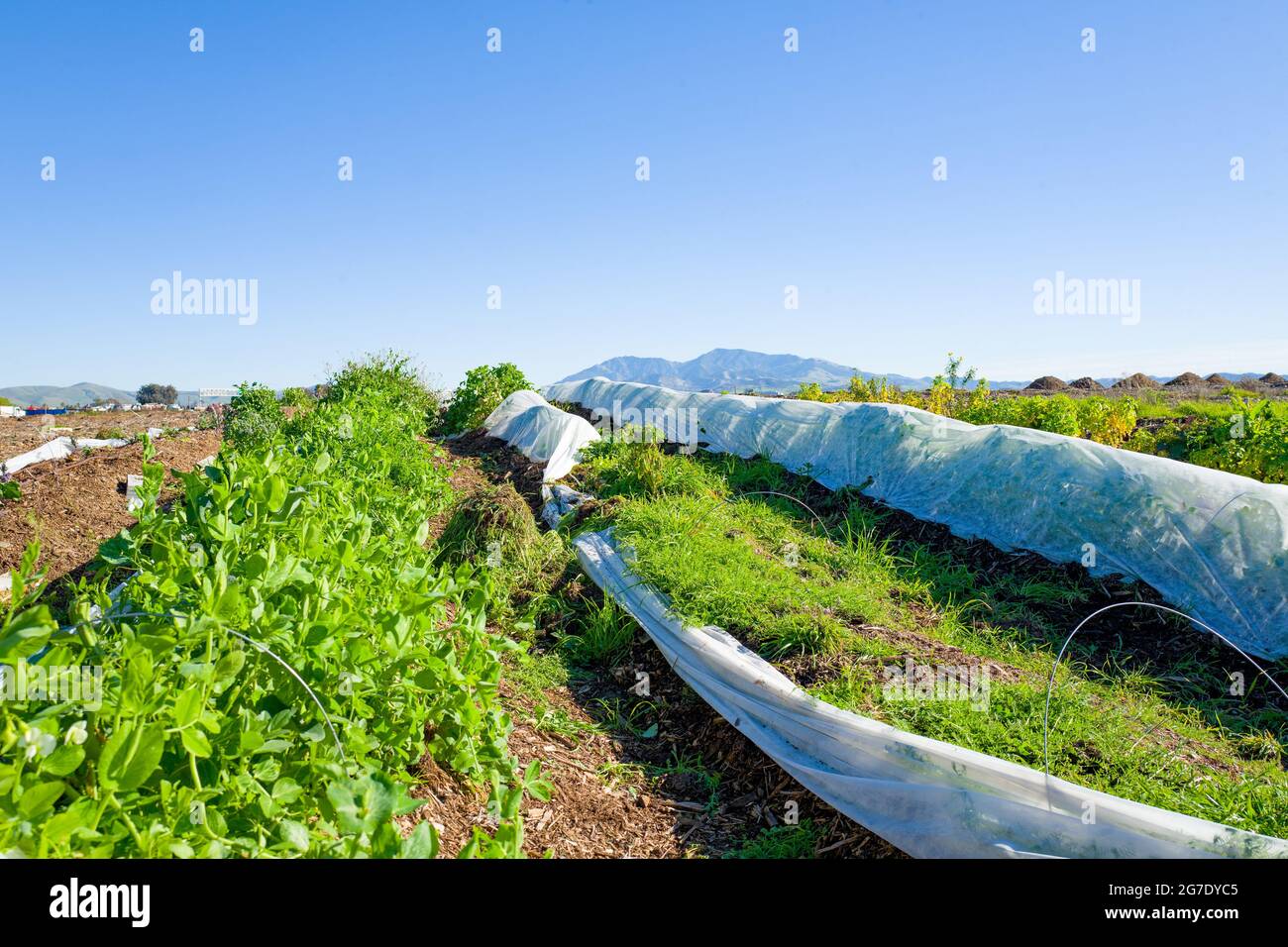 Des plantes et du matériel sont visibles à Coco San Sustainable Farm, une ferme expérimentale qui utilise de l'eau recyclée pour cultiver des plantes pour les écoles locales de Martinez, Californie, le 24 janvier 2019. () Banque D'Images