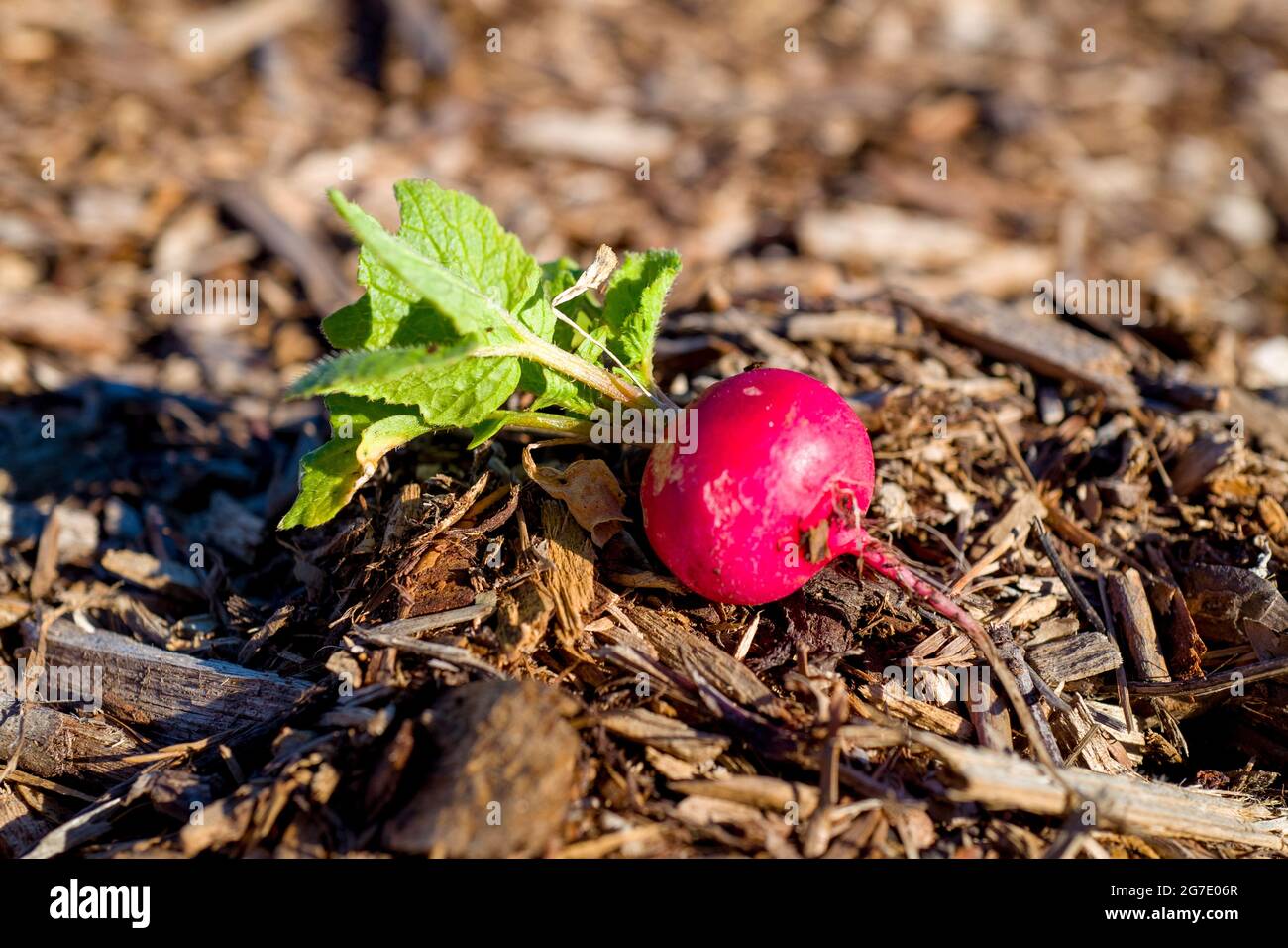 Des plantes et du matériel sont visibles à Coco San Sustainable Farm, une ferme expérimentale qui utilise de l'eau recyclée pour cultiver des plantes pour les écoles locales de Martinez, Californie, le 24 janvier 2019. () Banque D'Images