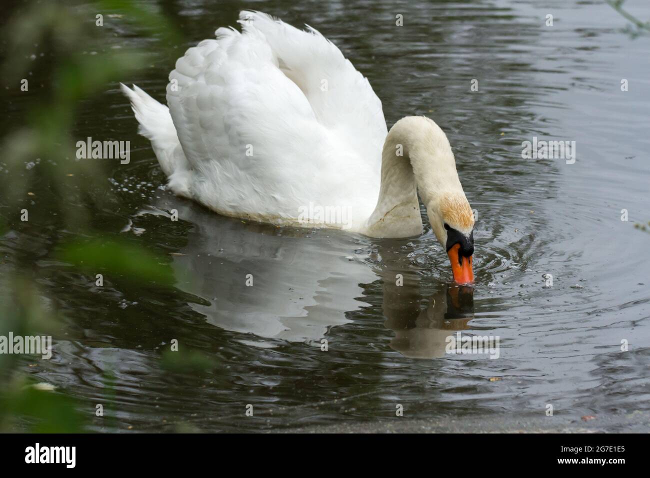 Cygne muet sur un lac Banque D'Images