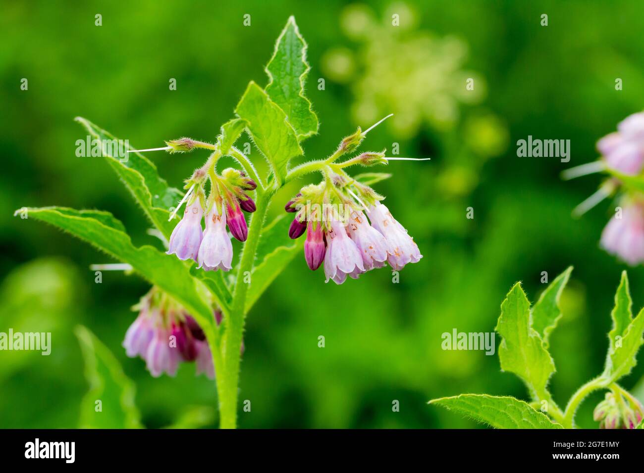 Symphytum officinale, fleurs communes Banque D'Images