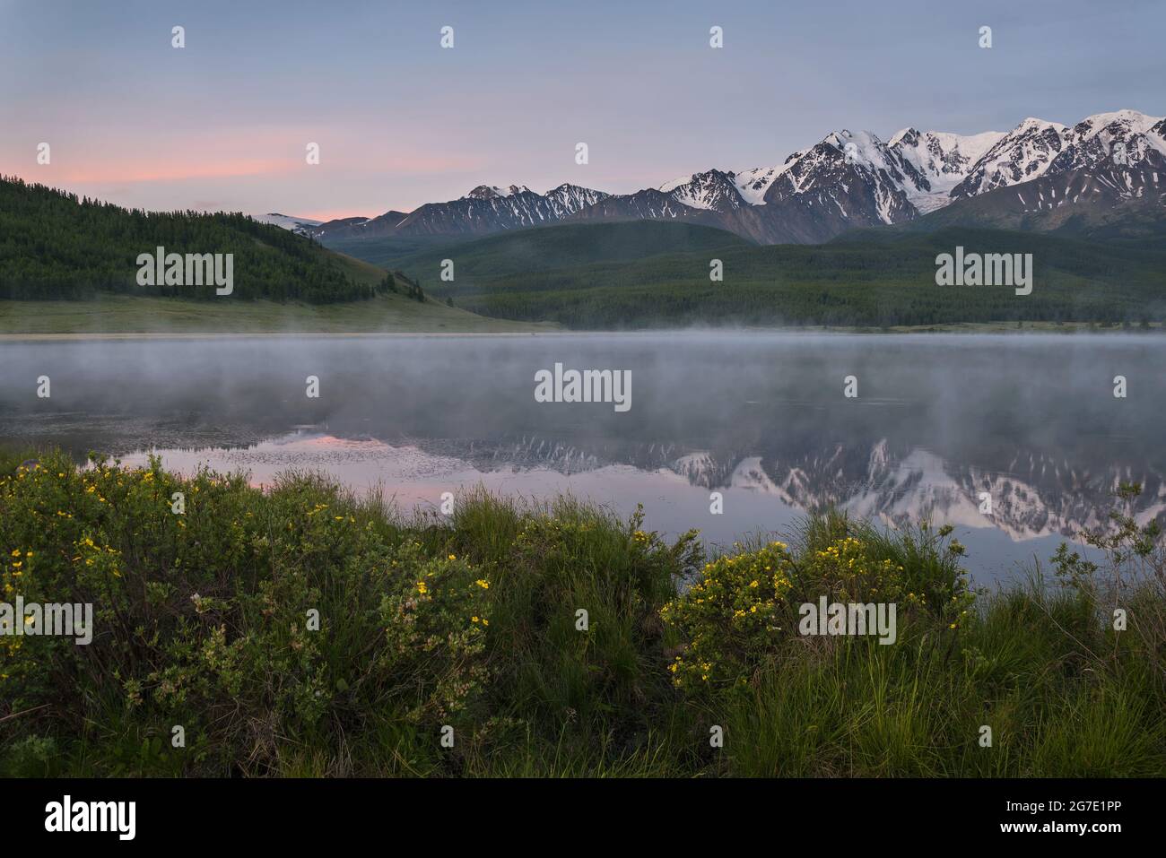 Incroyable aube rose délicate au-dessus des montagnes couvertes de neige et de forêt, brouillard sur le lac, réflexions et buissons de thé Kuril (Dasiphora) sur le shor Banque D'Images