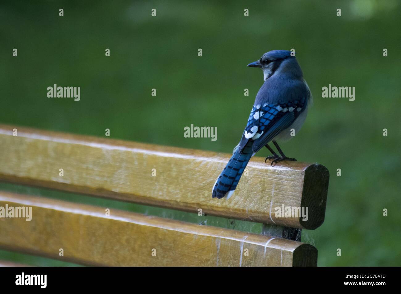 geai bleu sur un banc regardant à gauche avec de l'herbe floue sur l'arrière-plan Banque D'Images